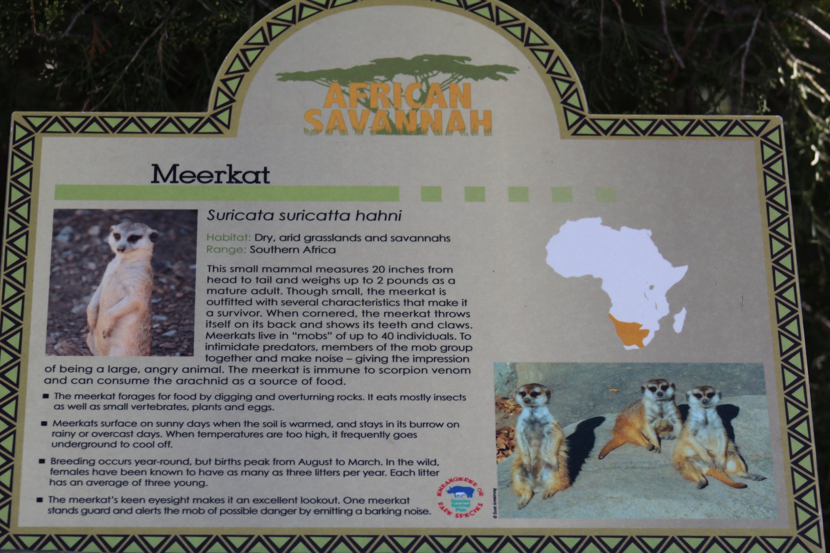 Southwestern Meerkat Signage