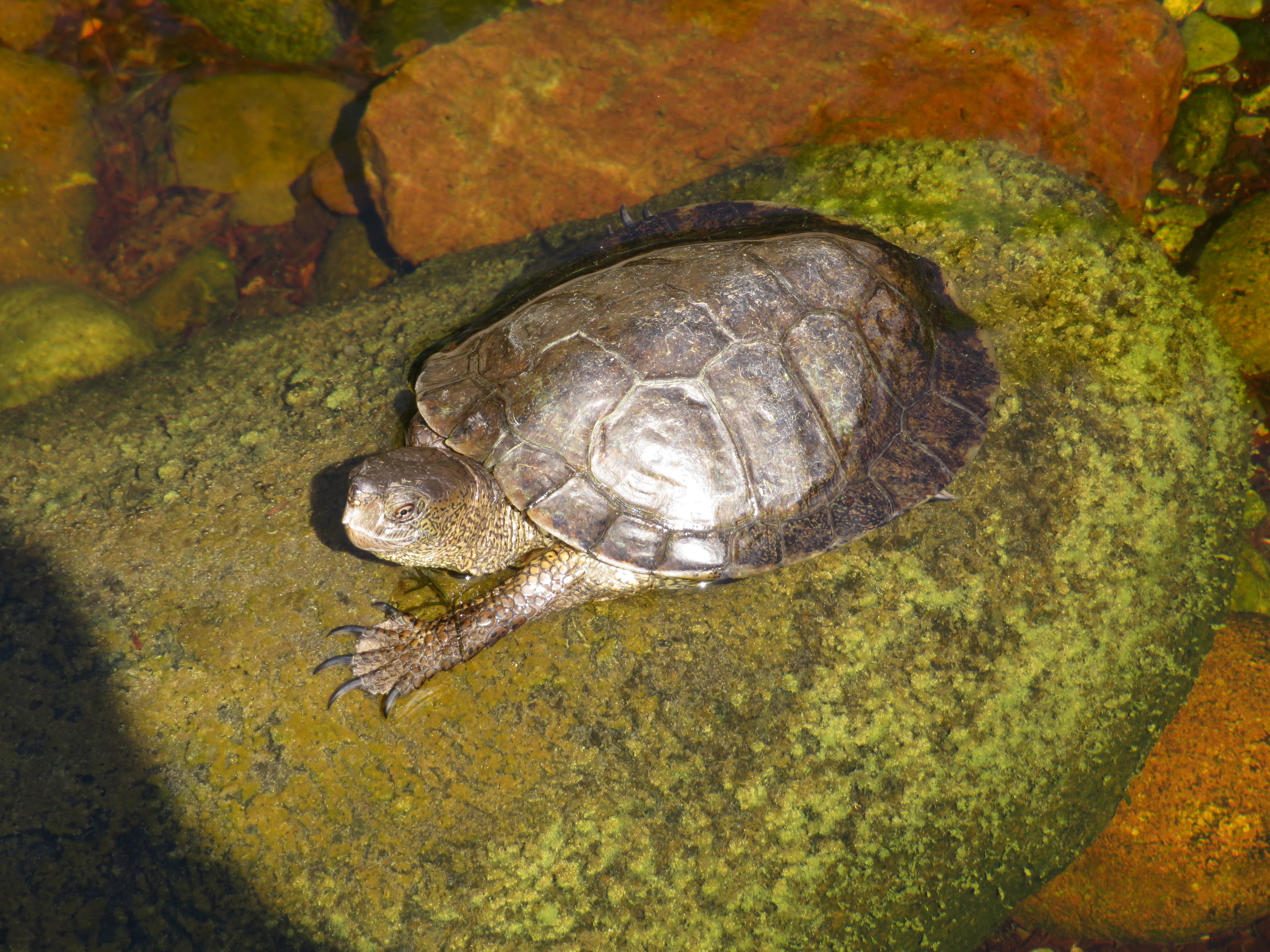 Southwestern Pond Turtle