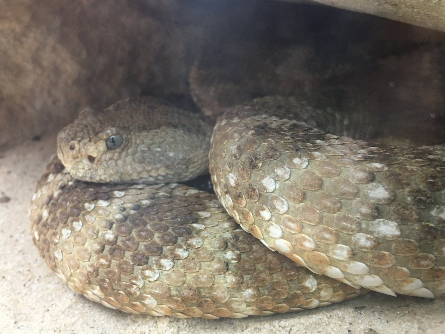 Southwestern Rattlesnake (Crotalus pyrrhus)