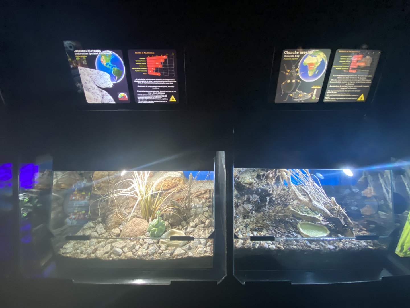 Southwestern speckled rattlesnake and assassin bug exhibits