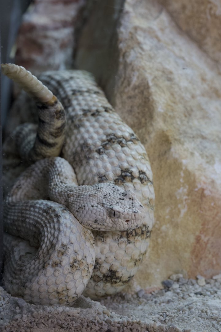 Southwestern Speckled Rattlesnake/ Crotalus mitchellii pyrrhus