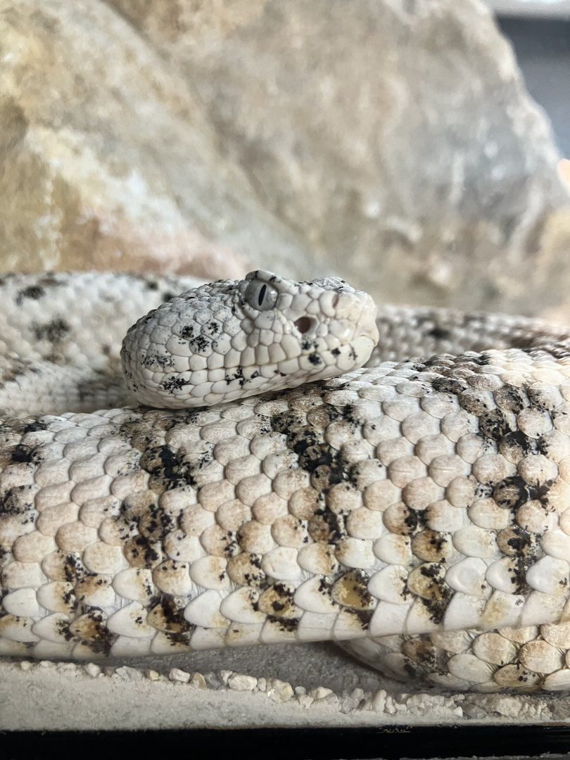 Southwestern Speckled Rattlesnake (Crotalus mitchellii)