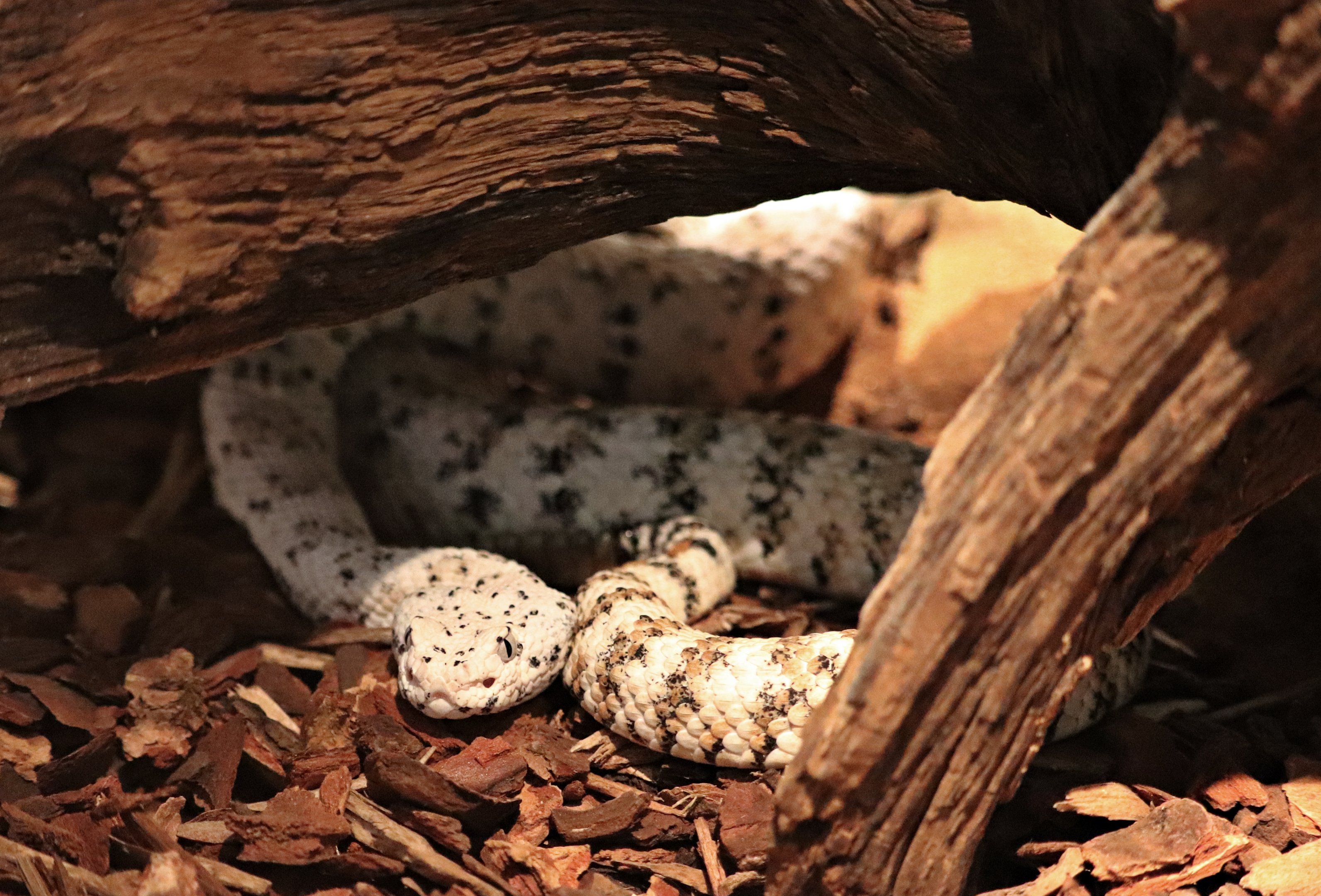 Southwestern speckled rattlesnake (Crotalus pyrrhus)