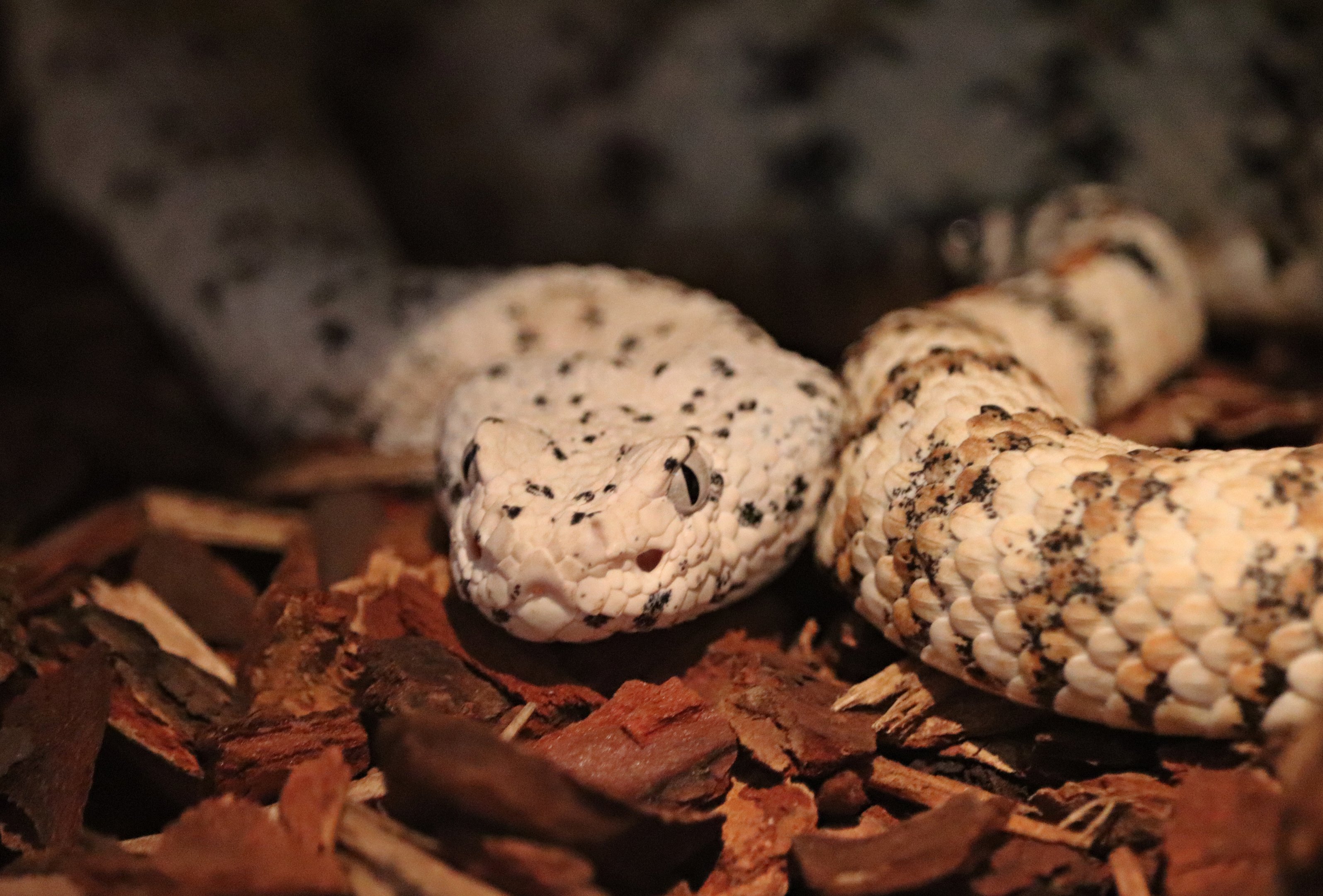 Southwestern speckled rattlesnake (Crotalus pyrrhus)