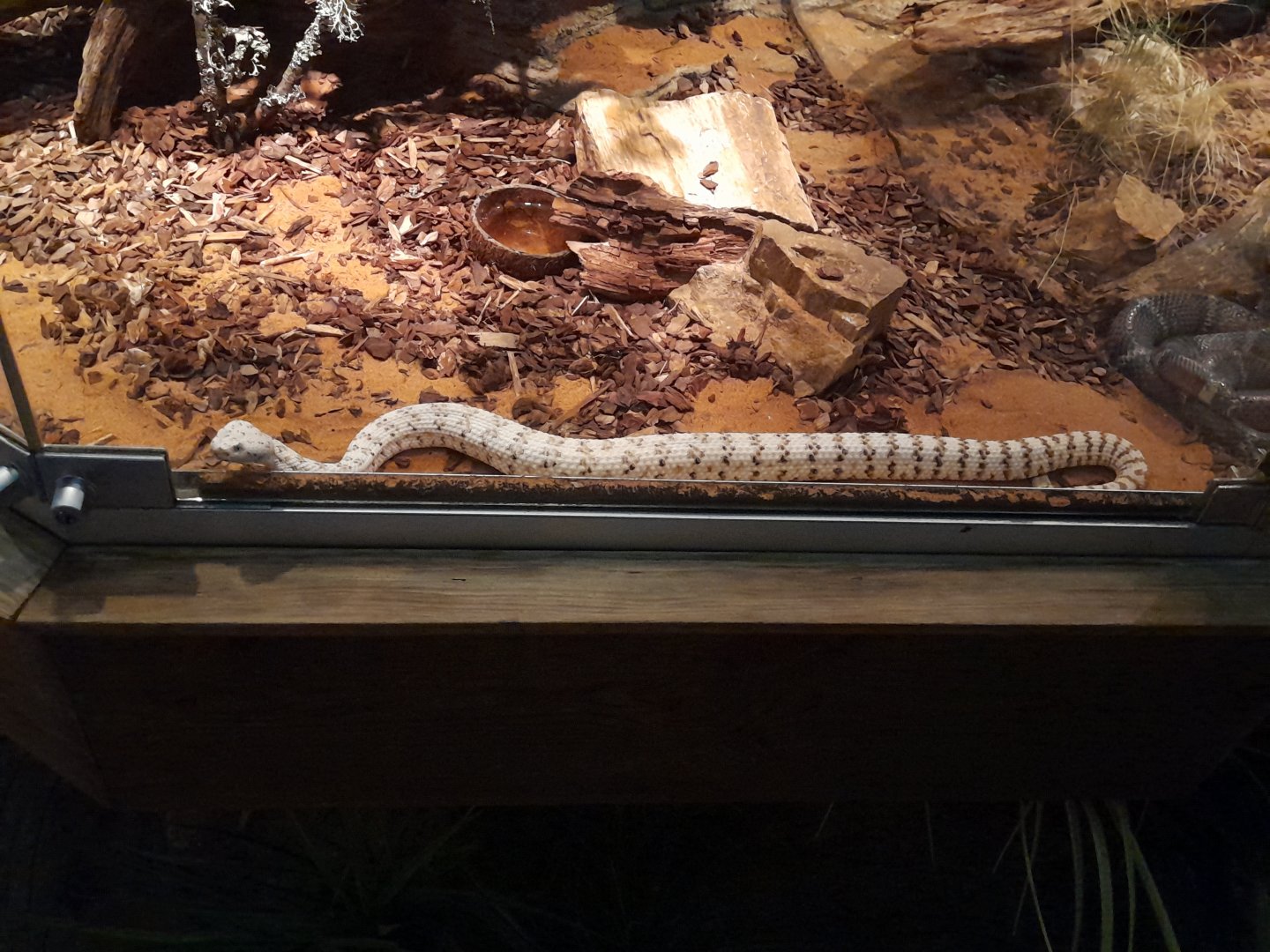 Southwestern speckled rattlesnake (Crotalus pyrrhus)
