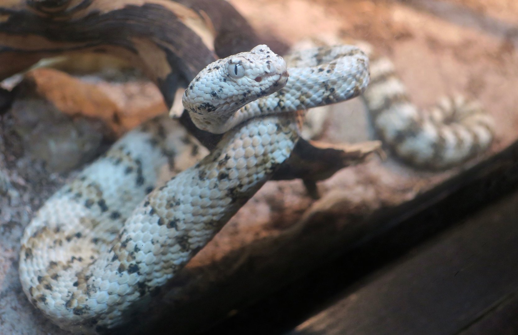 Southwestern Speckled Rattlesnake (Crotalus pyrrhus)