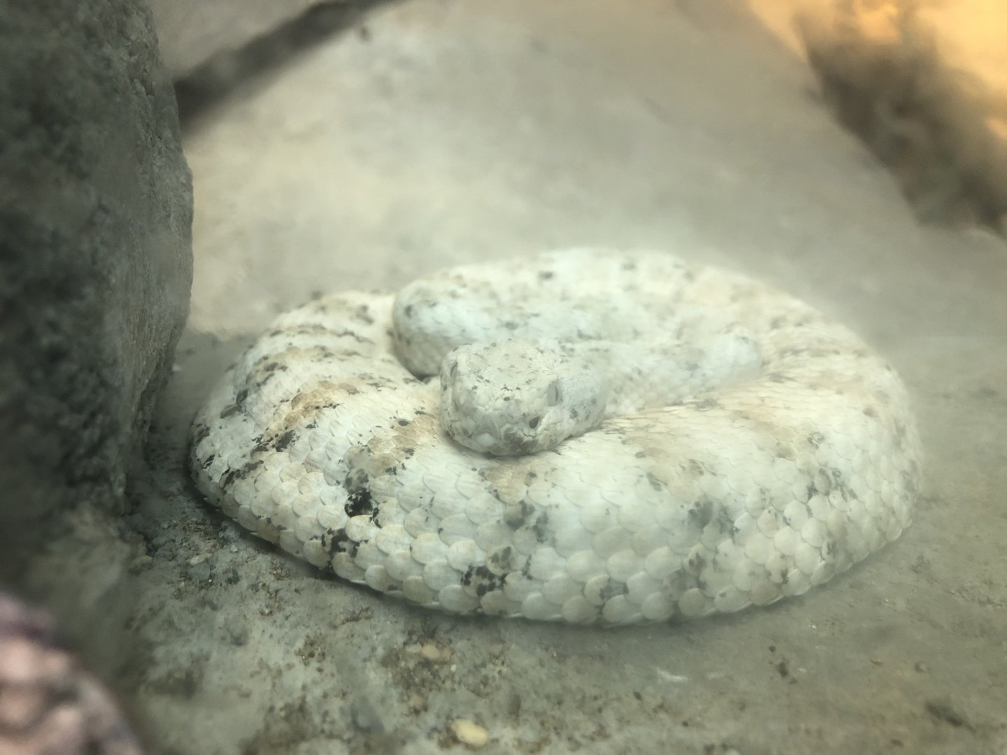 Southwestern speckled rattlesnake, Crotalus pyrrhus