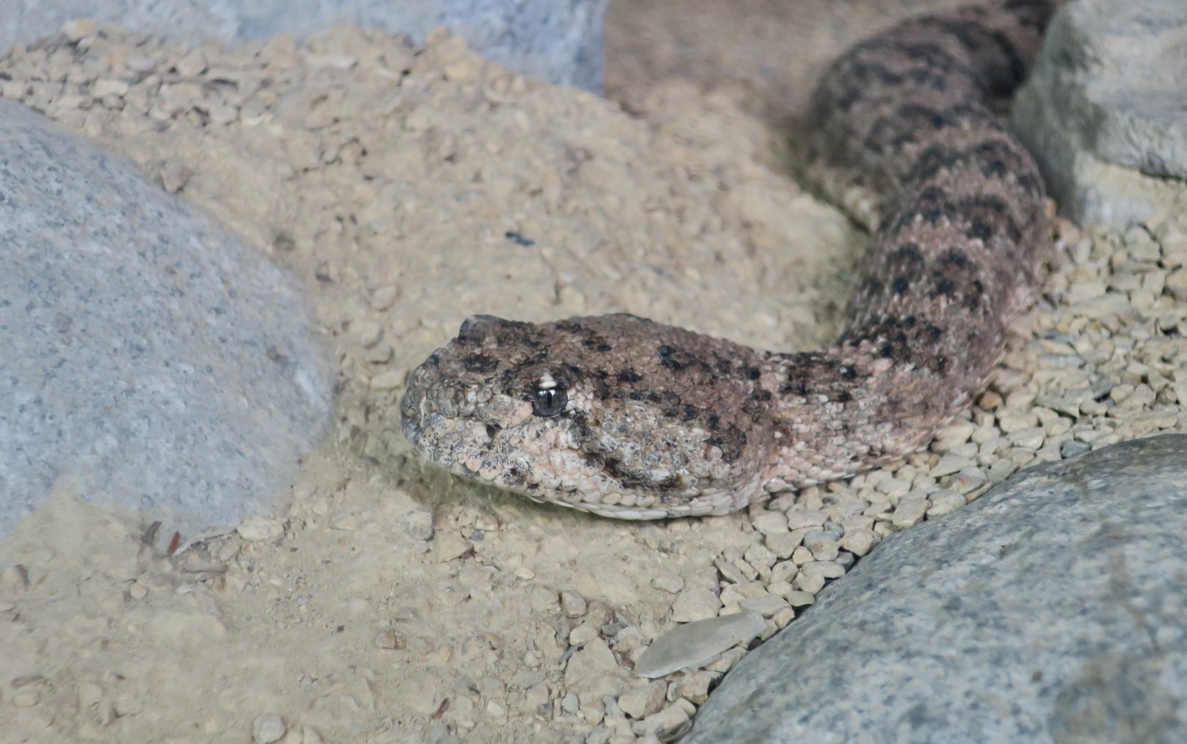 Southwestern Speckled Rattlesnake (Crotalus pyrrhus)