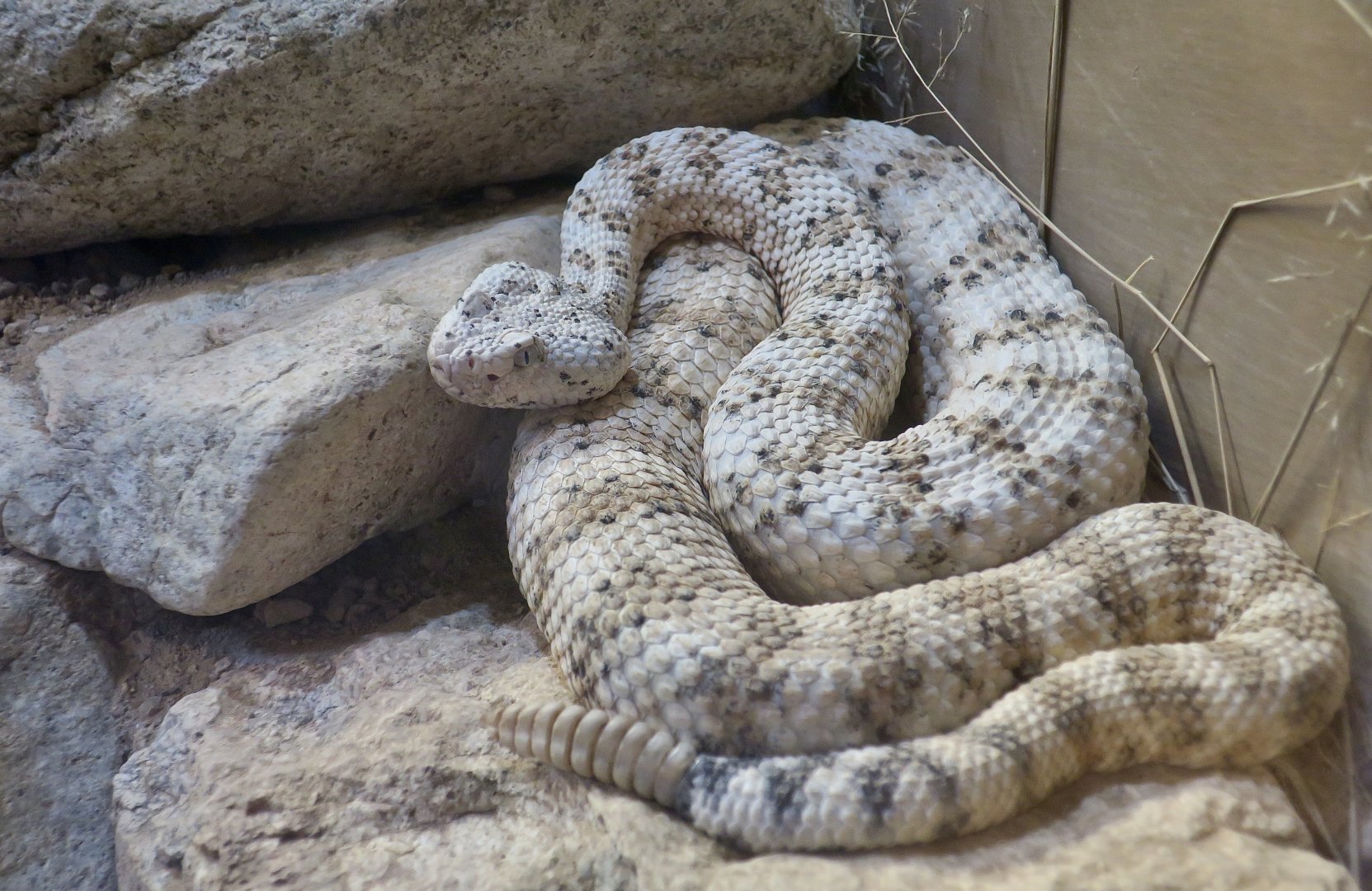 Southwestern Speckled Rattlesnake (Crotalus pyrrhus)