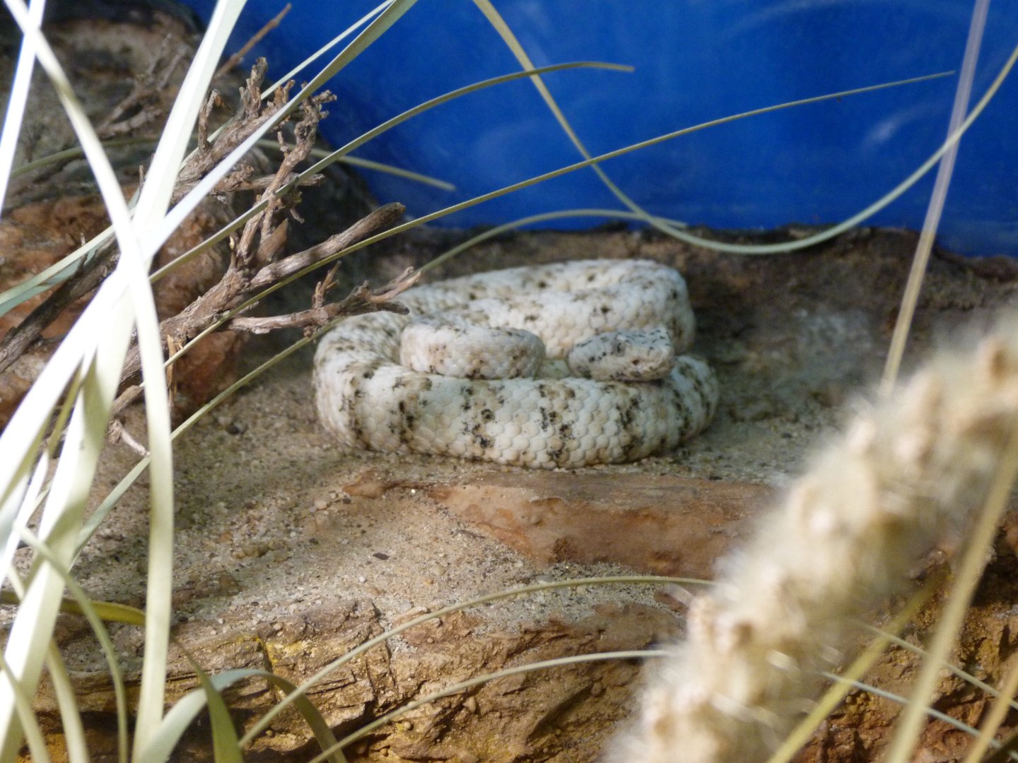 Southwestern speckled rattlesnake -Faunia (2025)