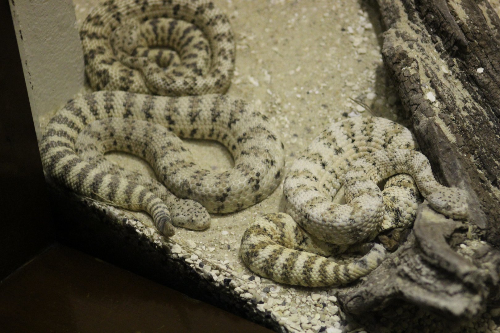 Southwestern Speckled Rattlesnake