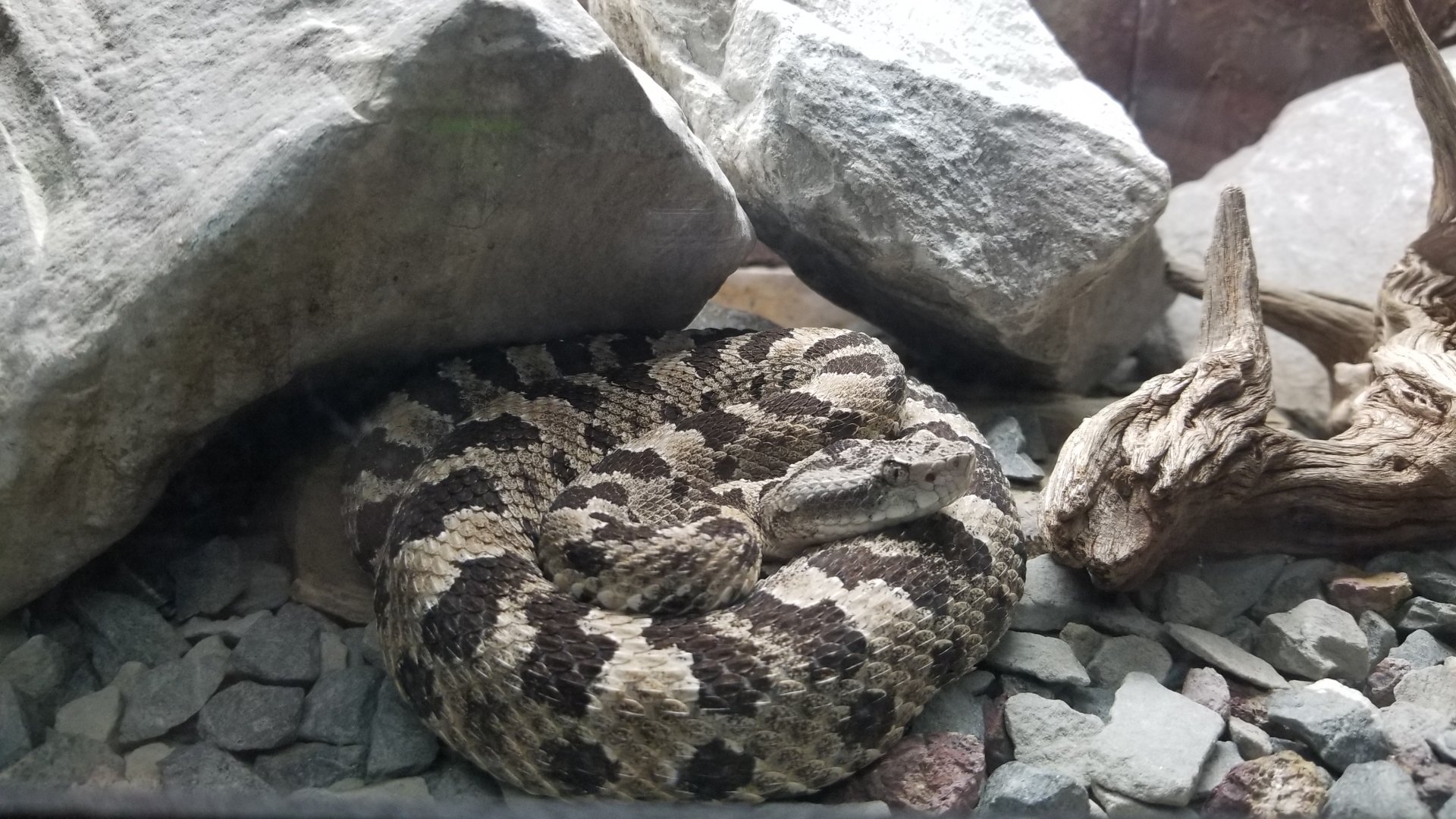 southwestern speckled rattlesnake?