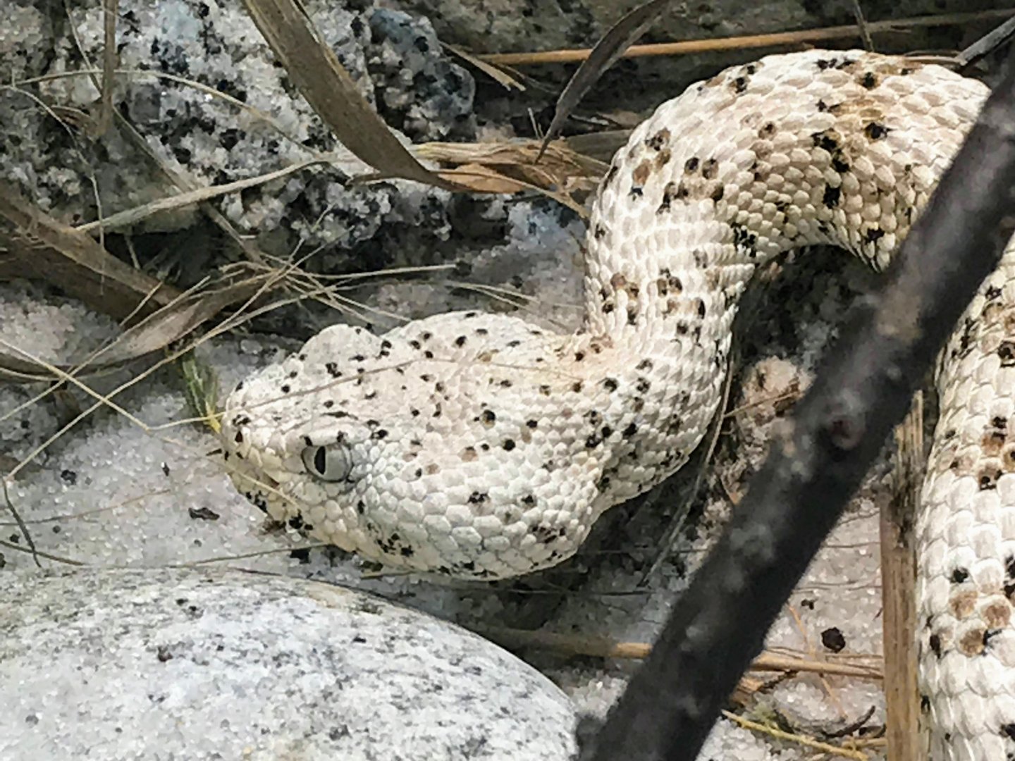 Southwestern Speckled Rattlesnake