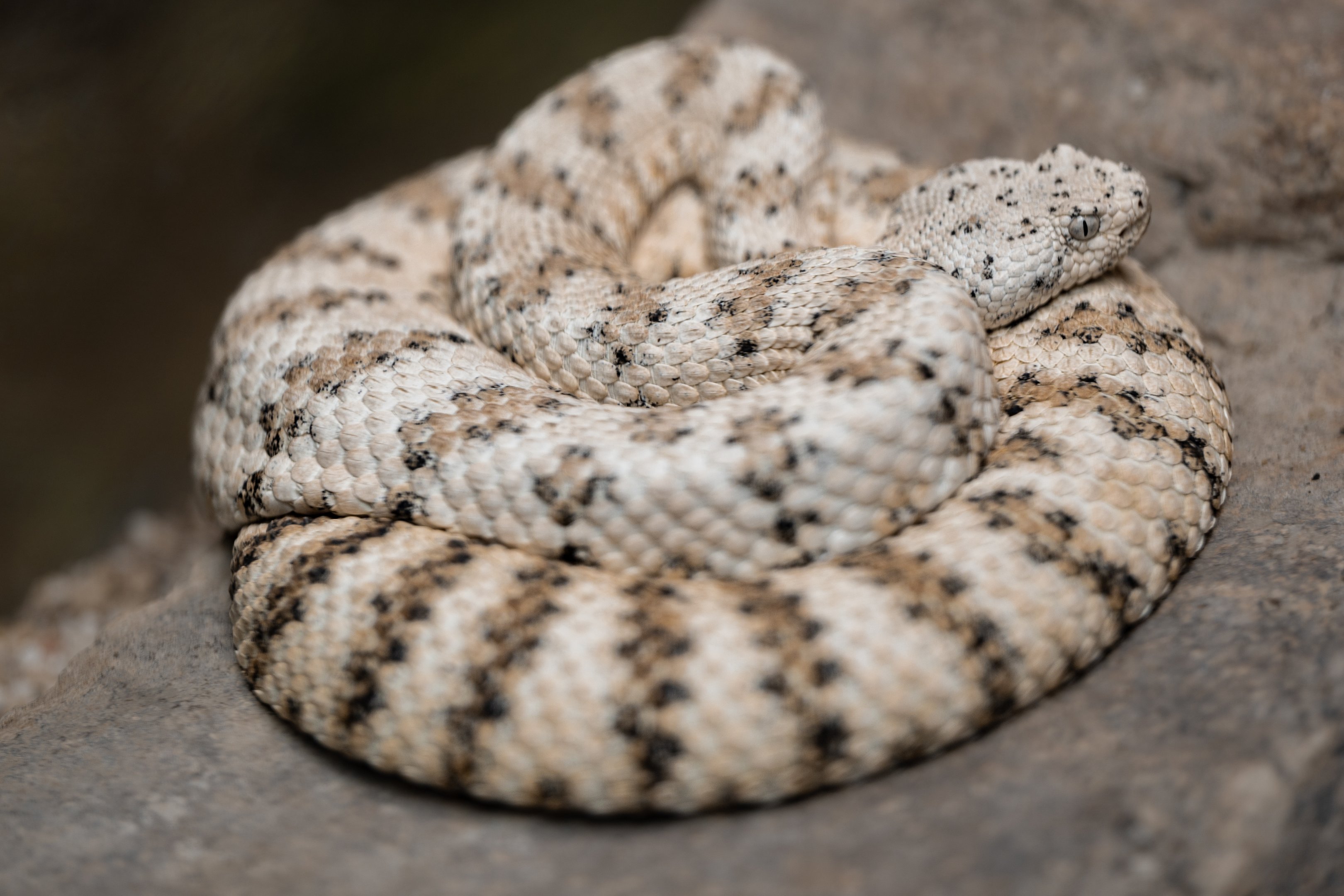 Southwestern Speckled Rattlesnake