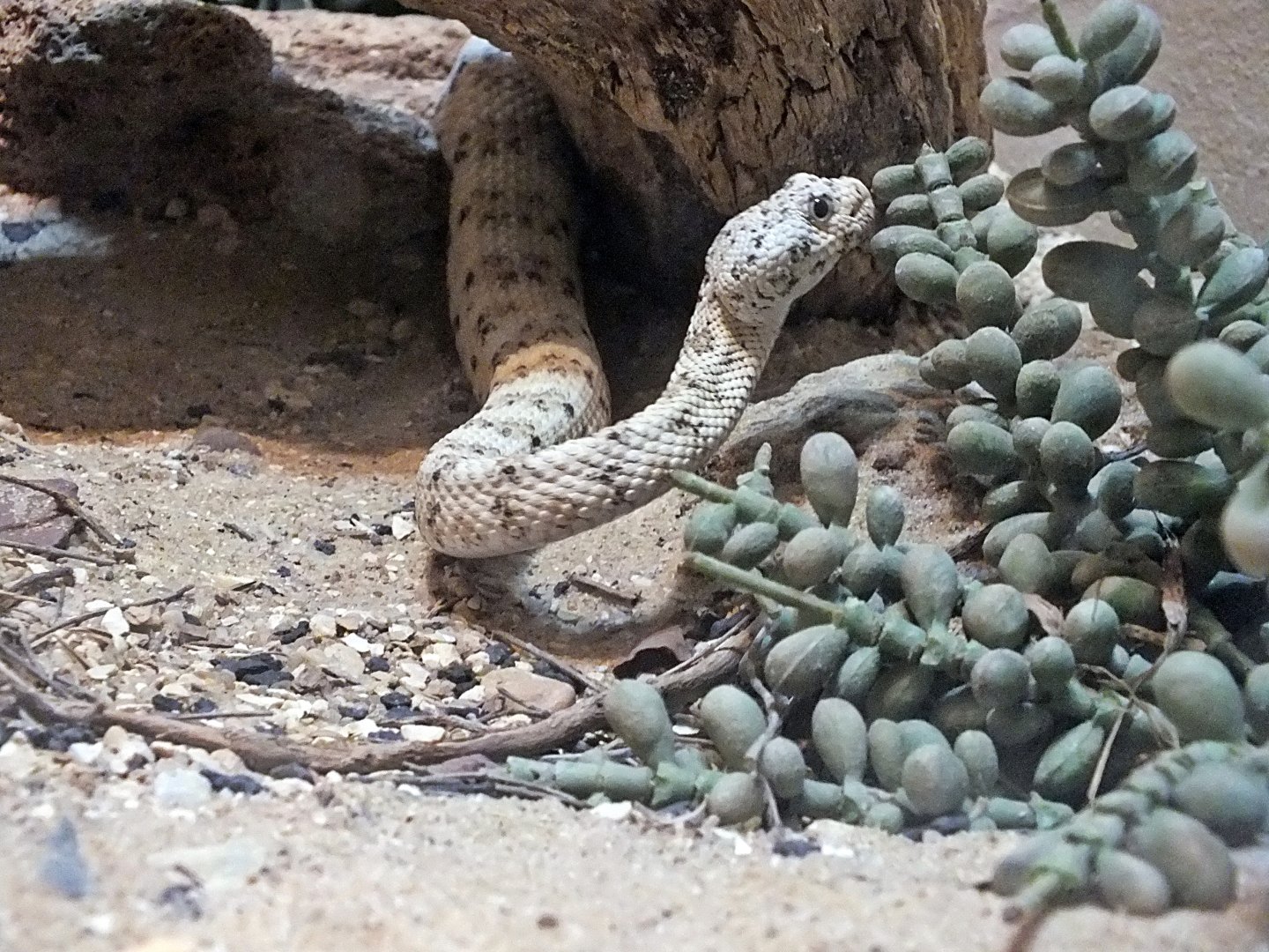 Southwestern speckled rattlesnake