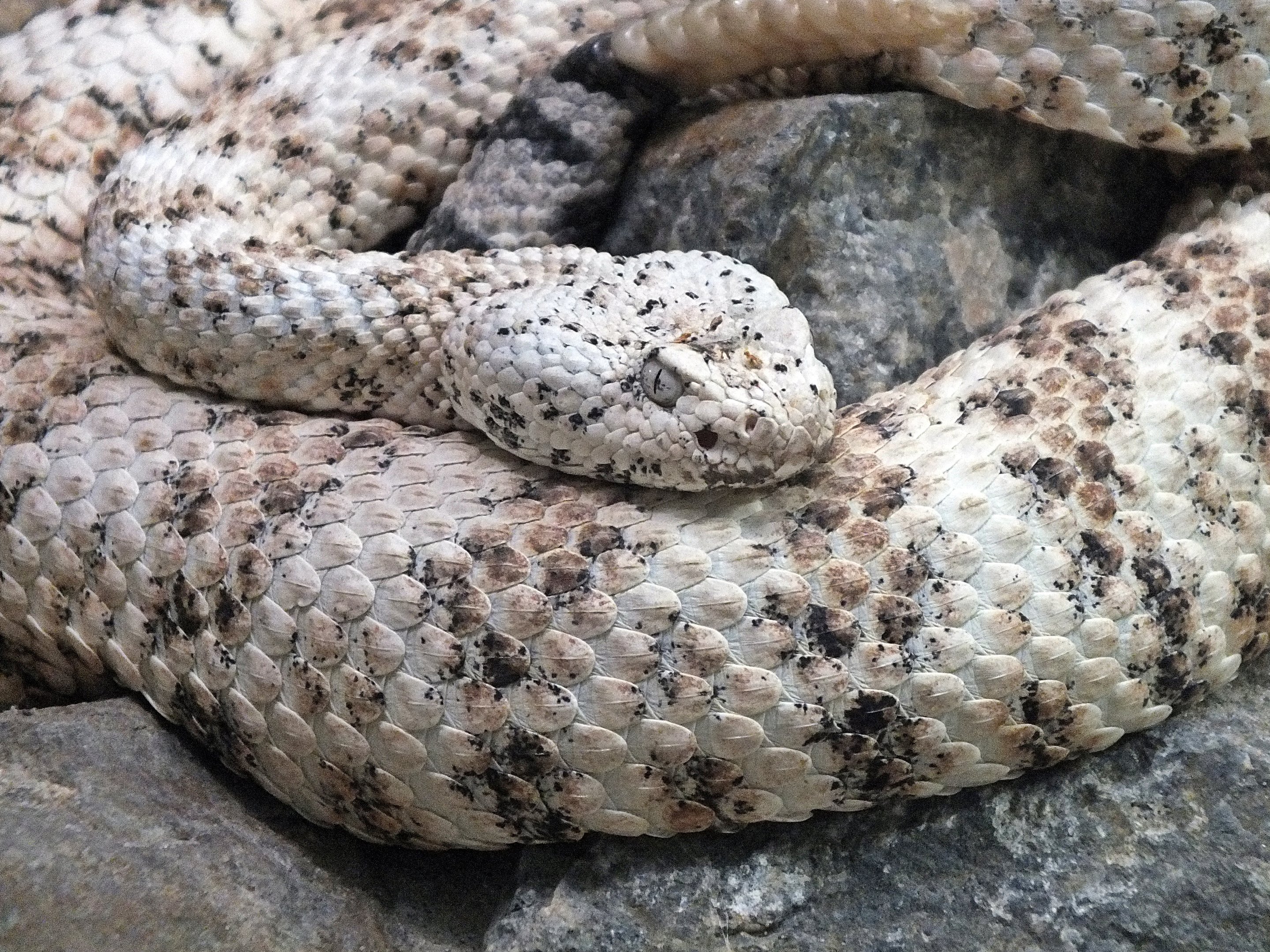 Southwestern speckled rattlesnake