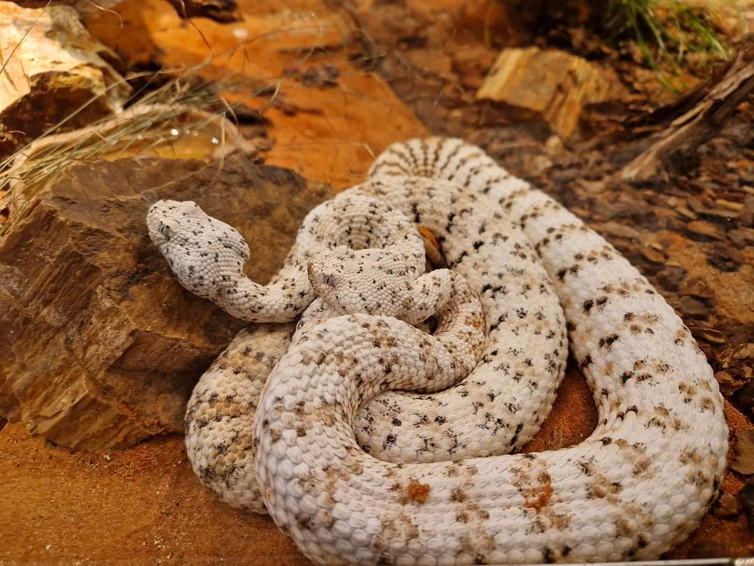 Southwestern Speckled Rattlesnake