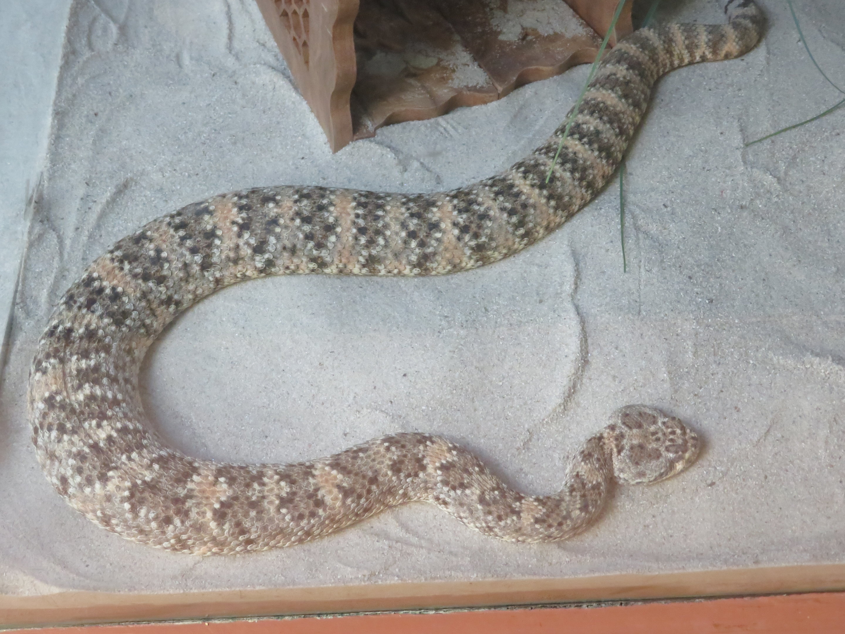 Southwestern Speckled Rattlesnake