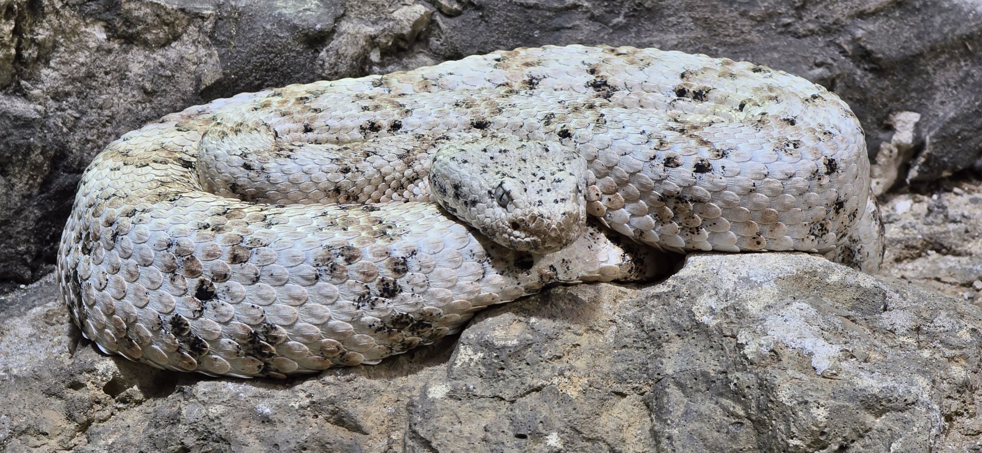 Southwestern speckled rattlesnake