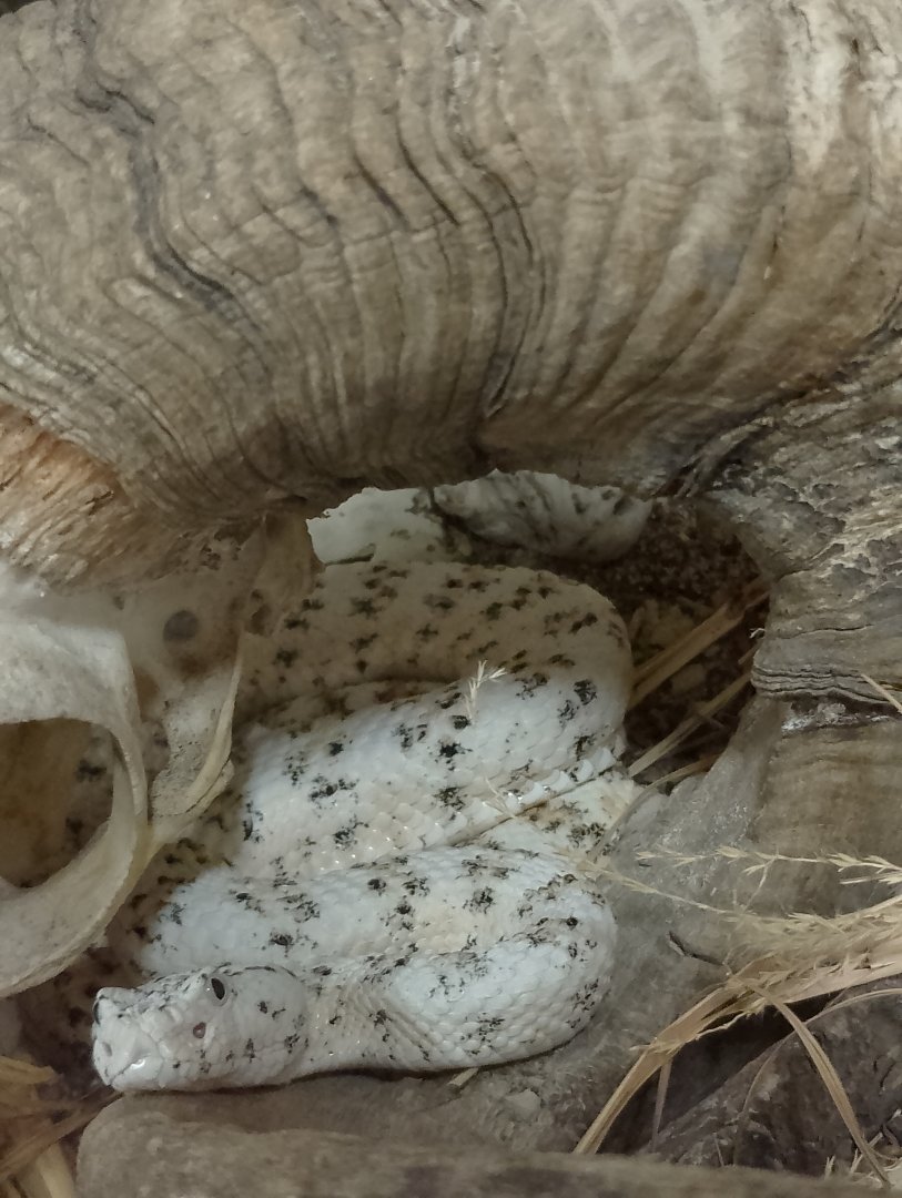 Southwestern speckled rattlesnake