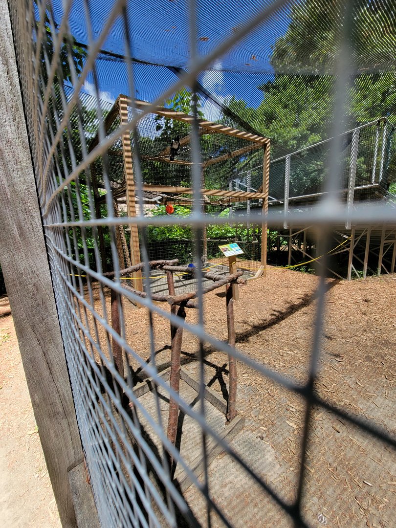 Southwick 7/22 - African pied crow, bird show area