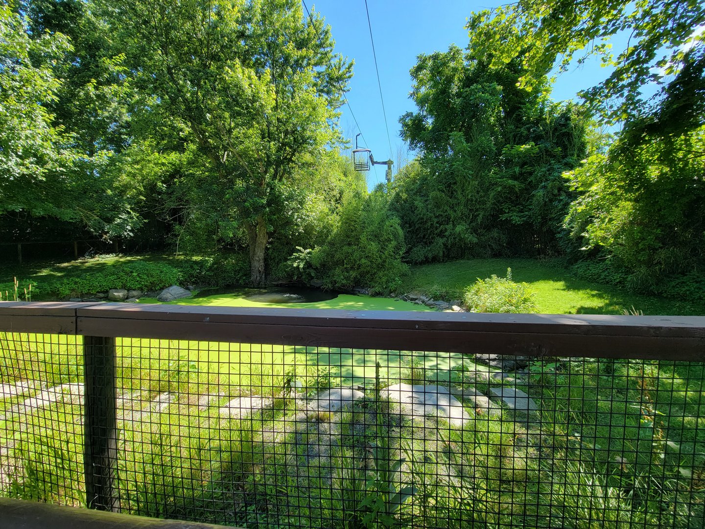 Southwick 7/22 - American alligator