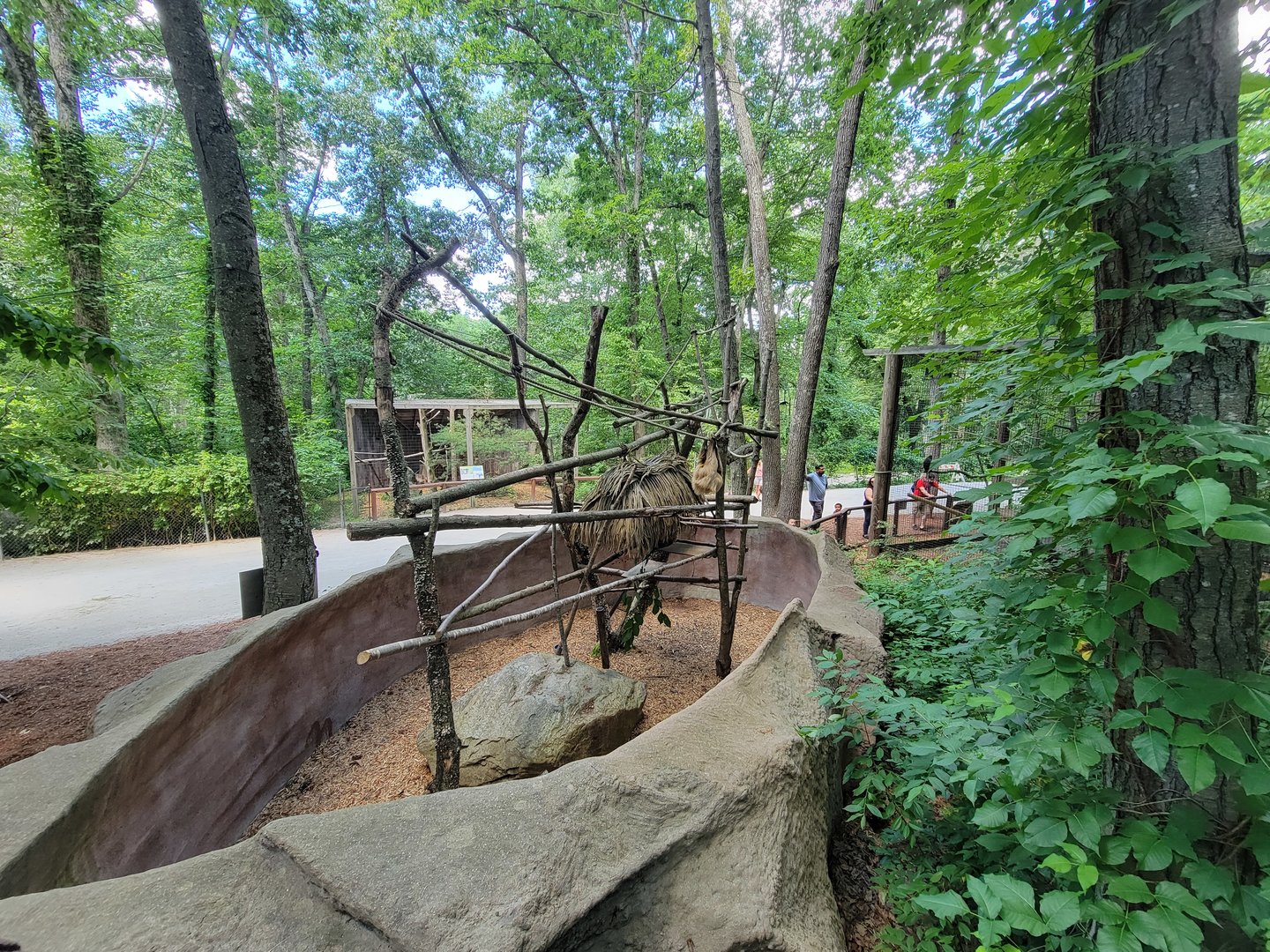 Southwick 7/22 - Another sloth