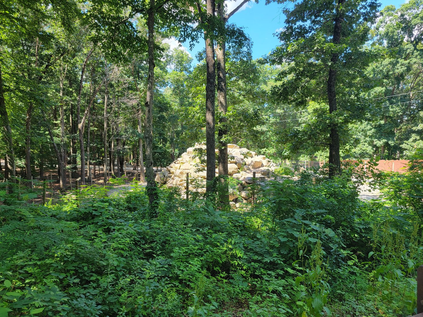 Southwick 7/22 - Aoudad