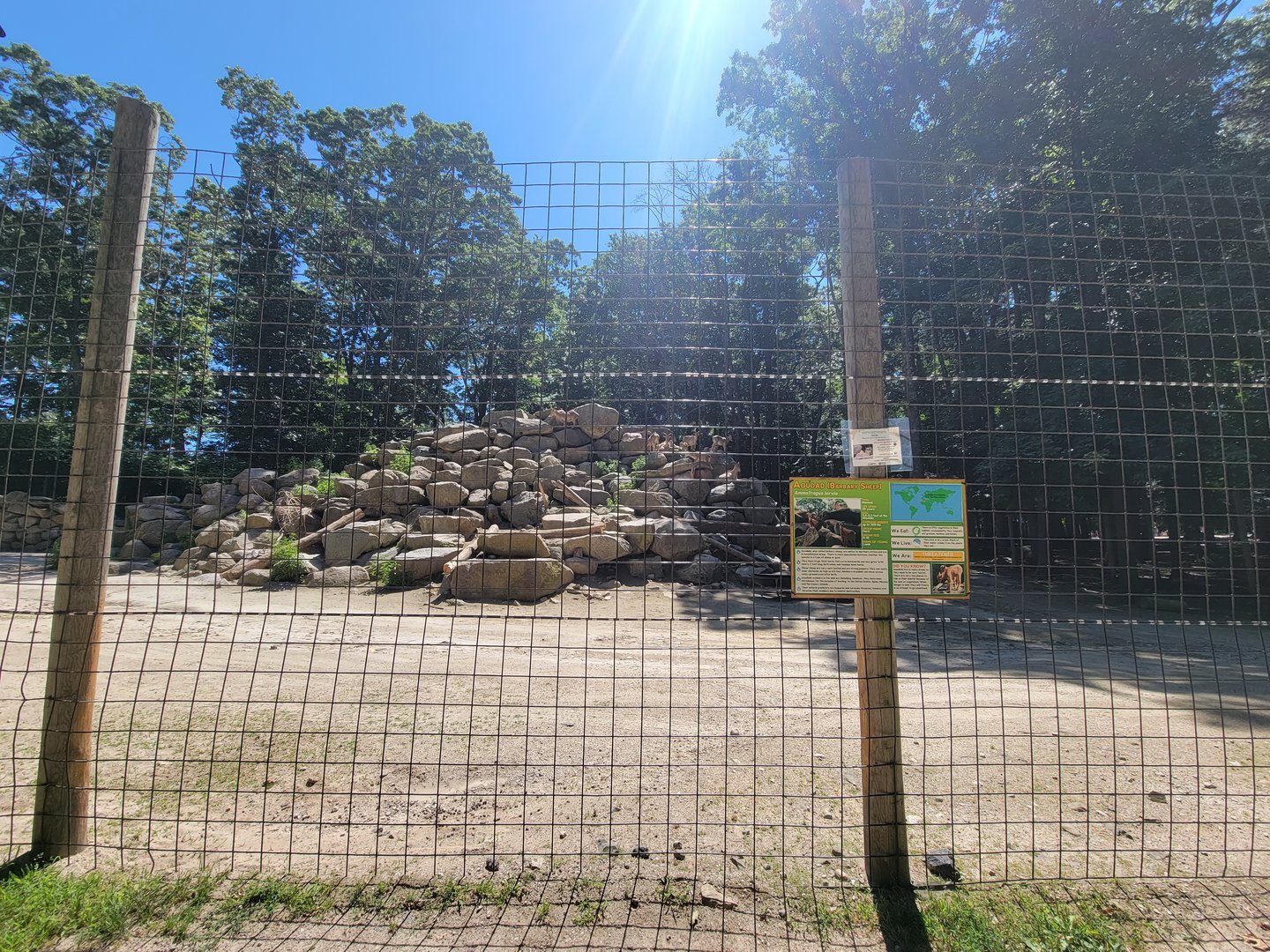 Southwick 7/22 - Aoudad