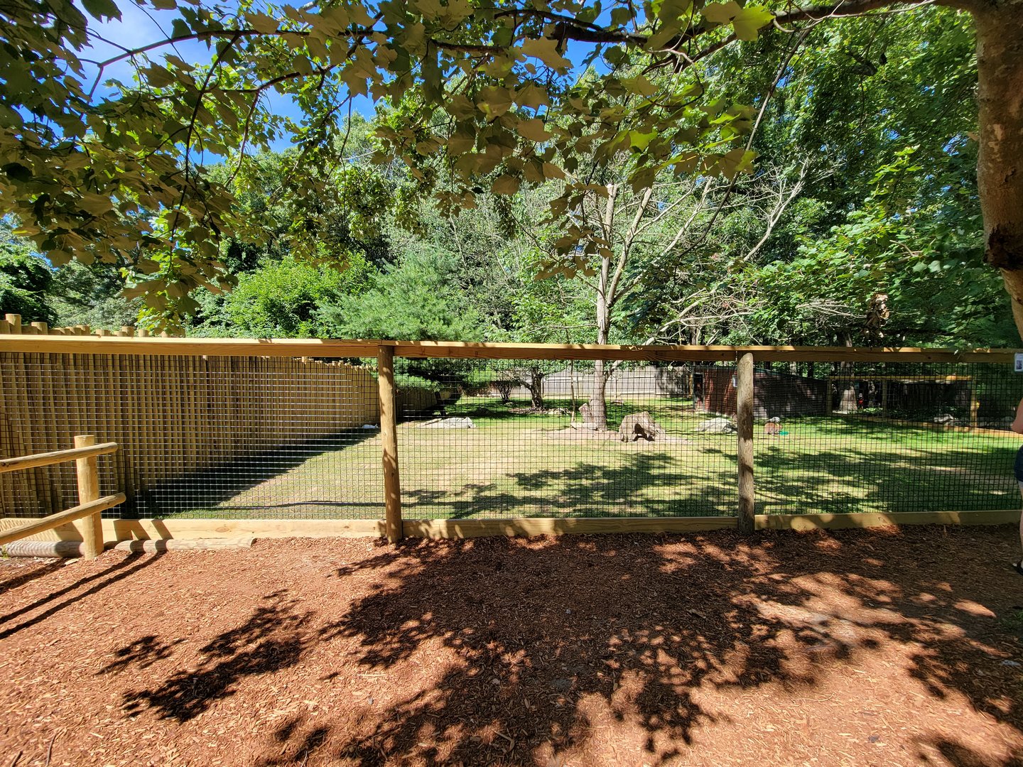 Southwick 7/22 - Bennett's wallaby