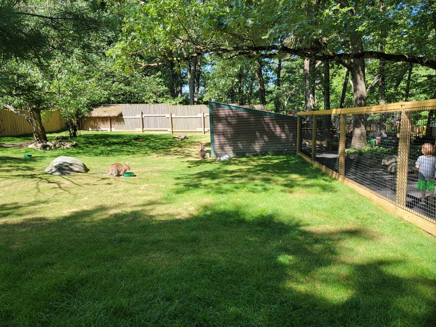 Southwick 7/22 - Bennett's wallaby