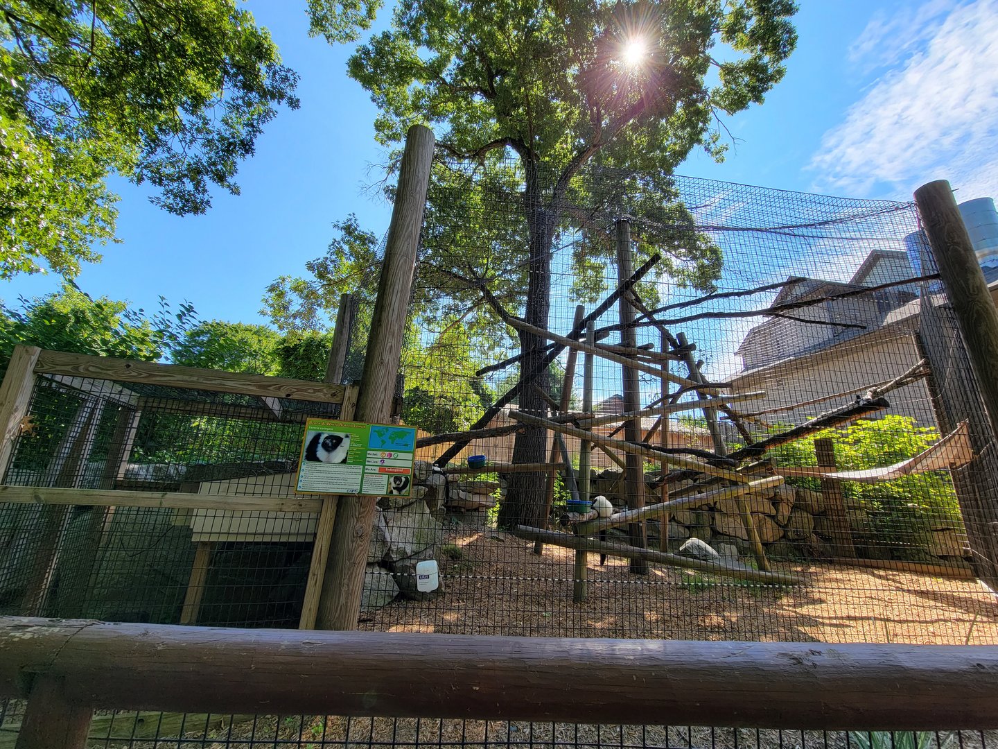 Southwick 7/22 - Black and white ruffed lemurs