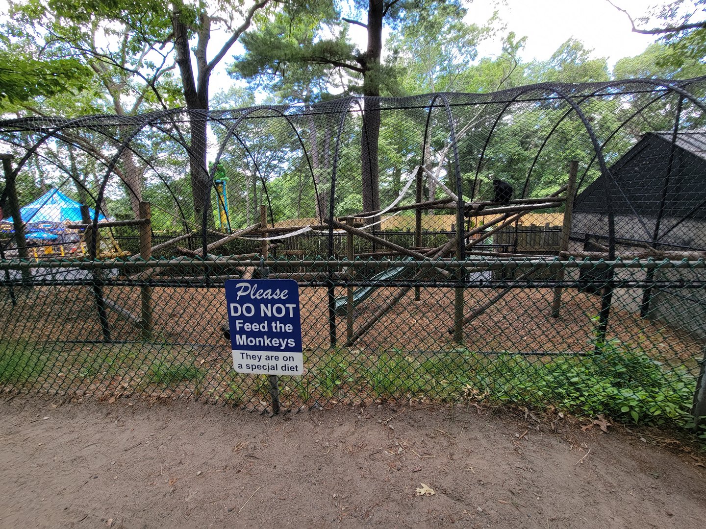 Southwick 7/22 - Black-crested mangabey