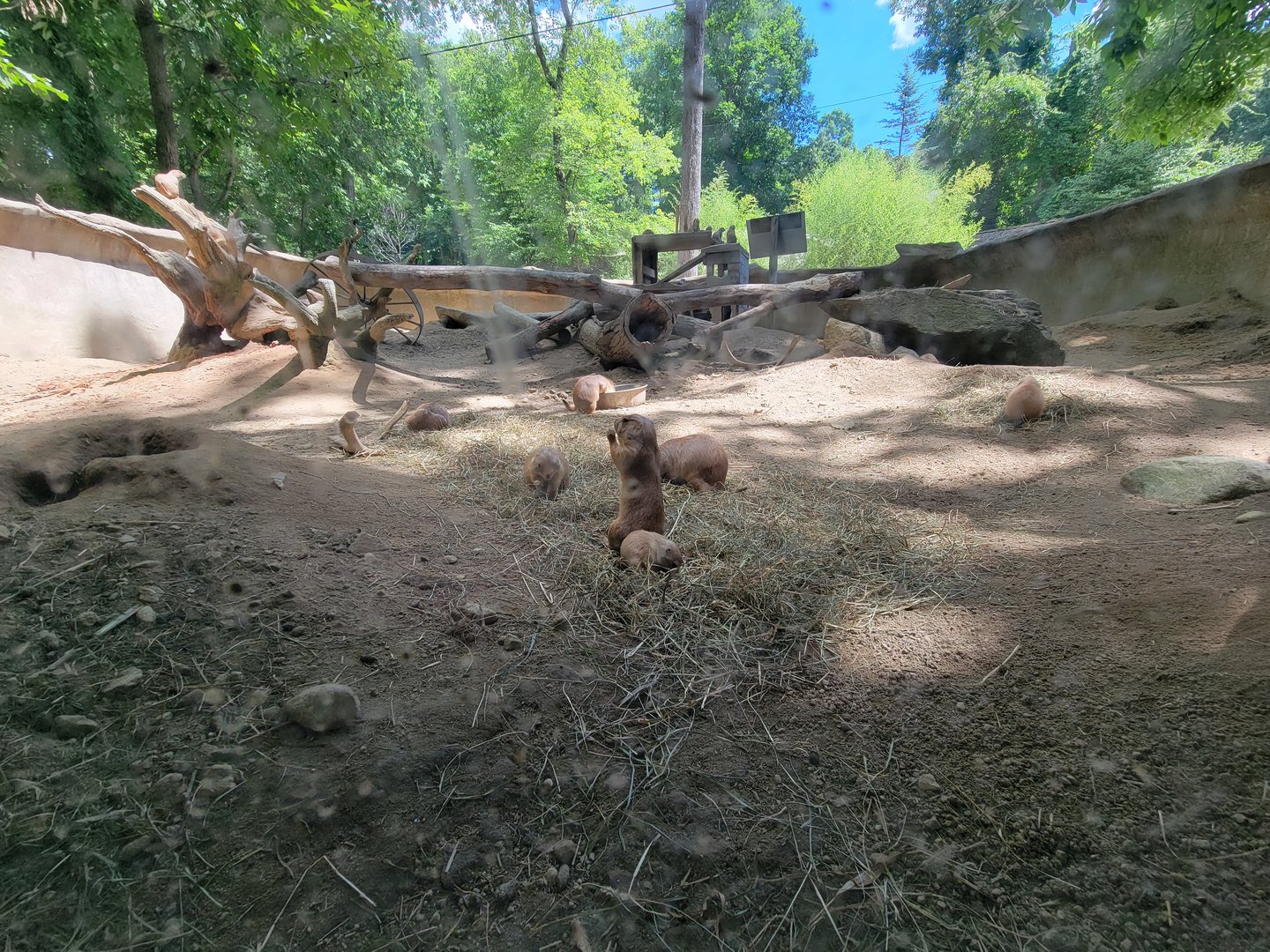 Southwick 7/22 - Black-tailed prairie dogs from viewing window