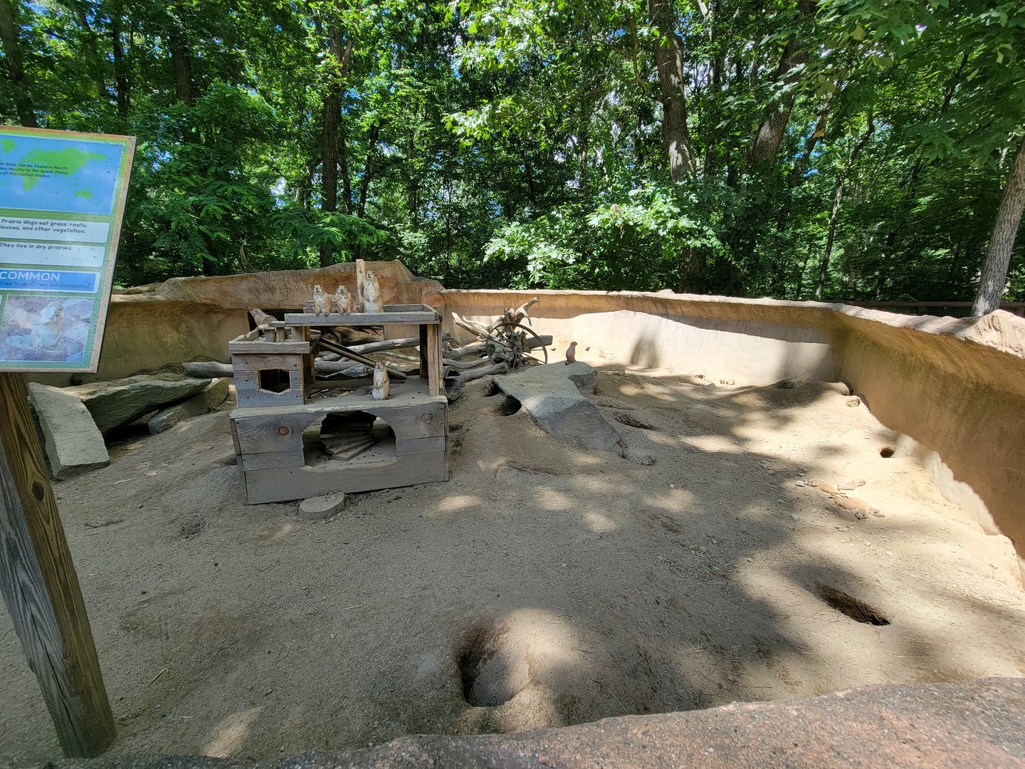 Southwick 7/22 - Black-tailed prairie dogs