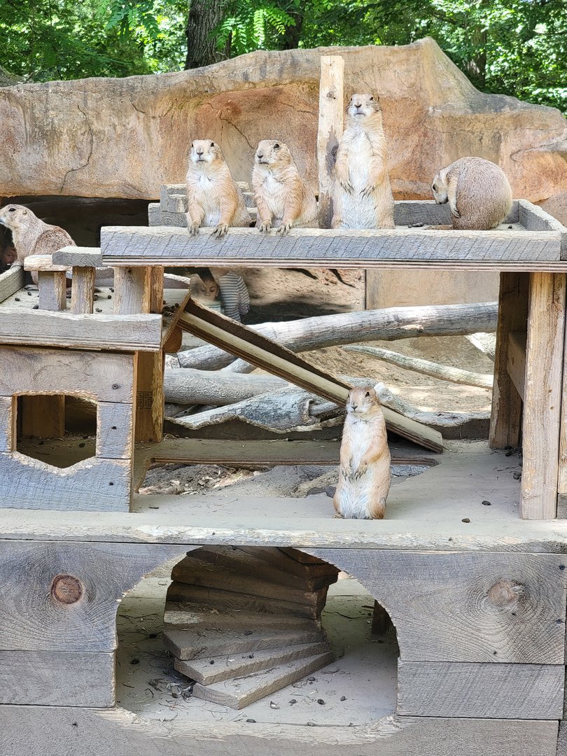 Southwick 7/22 - Black-tailed prairie dogs