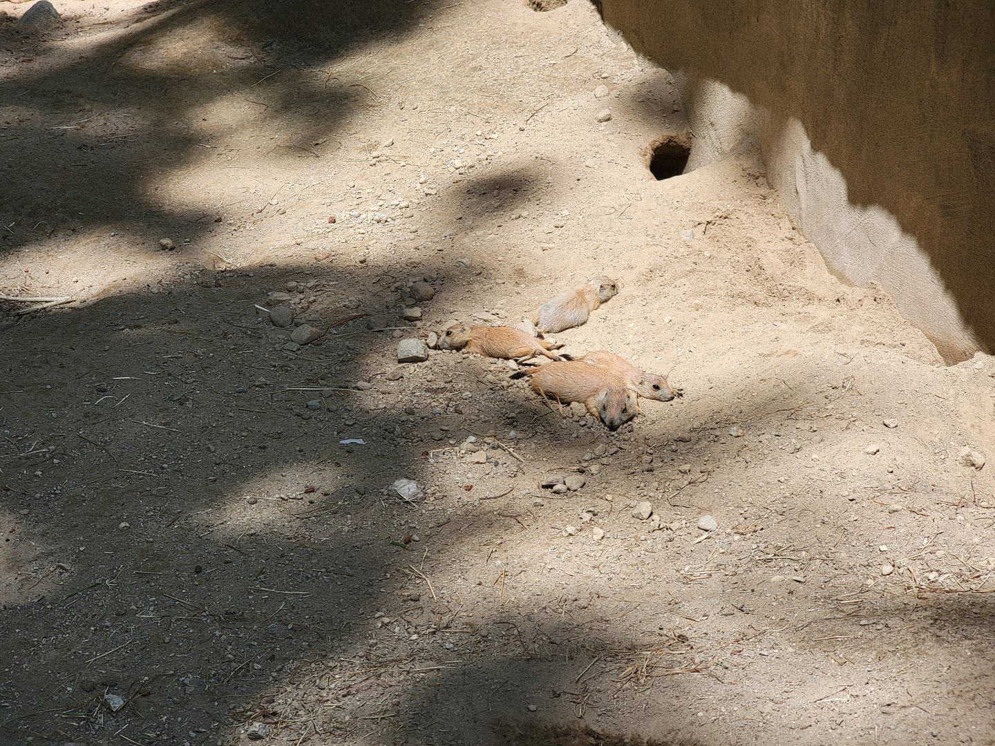 Southwick 7/22 - Black-tailed prairie dogs