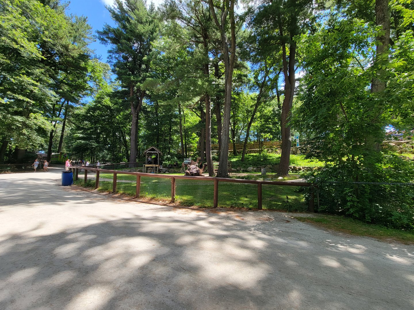 Southwick 7/22 - Camel rides