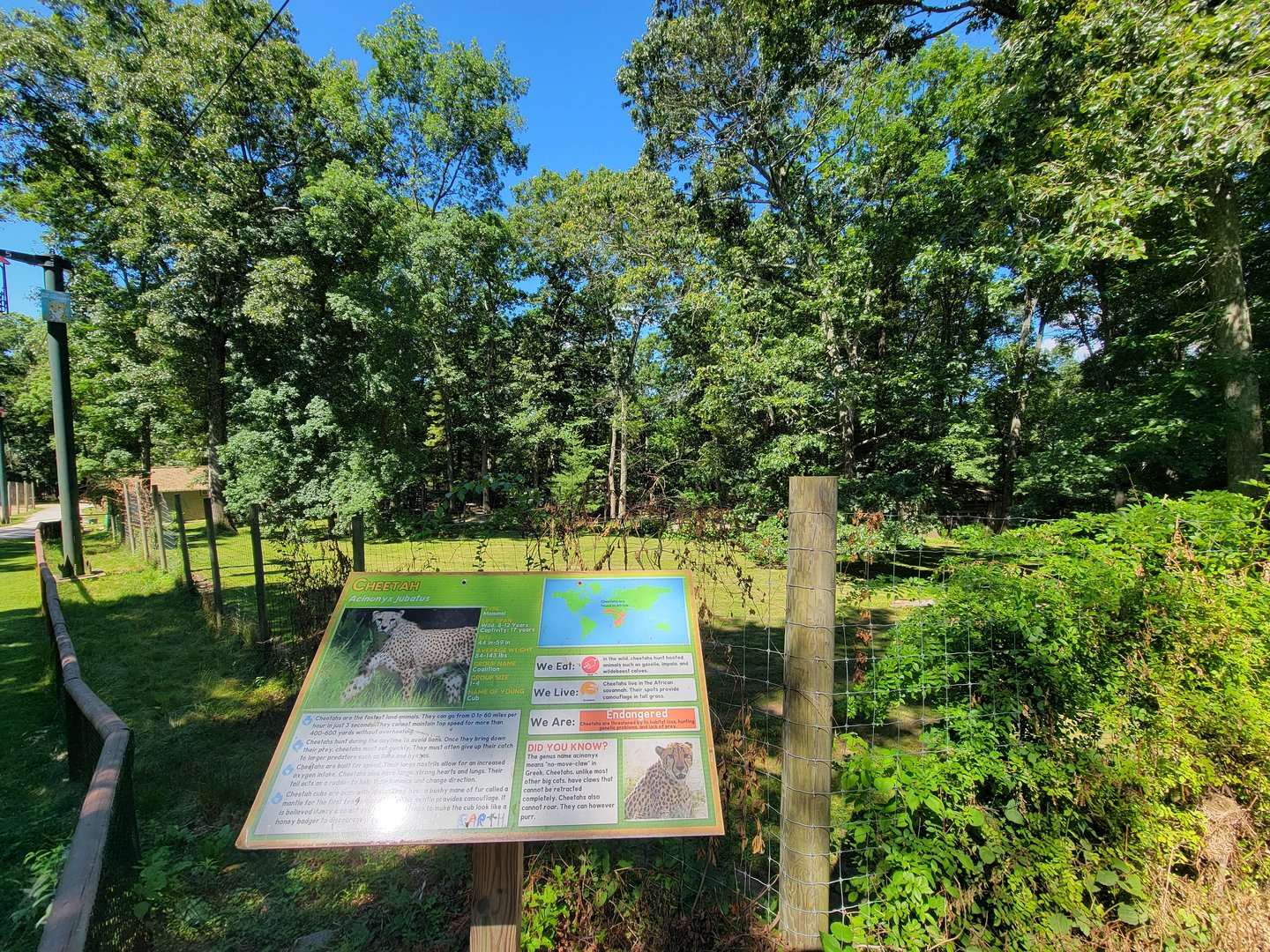 Southwick 7/22 - Cheetah yard #1