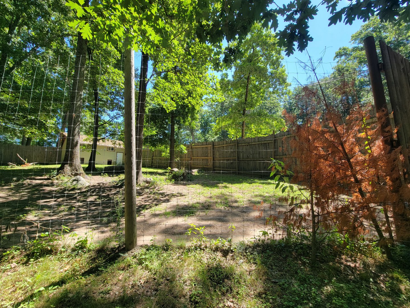 Southwick 7/22 - Cheetah yard #2