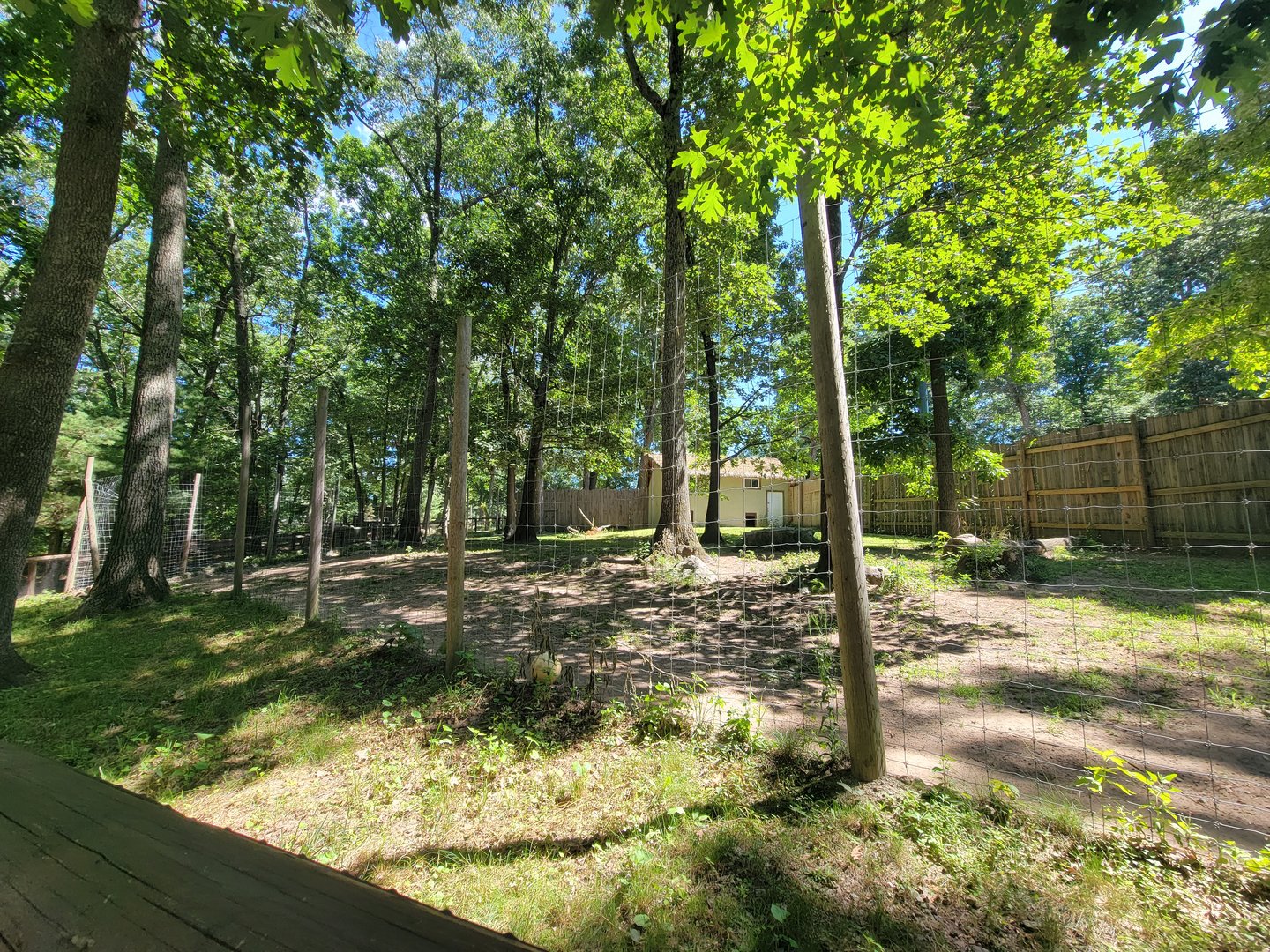 Southwick 7/22 - Cheetah yard #2