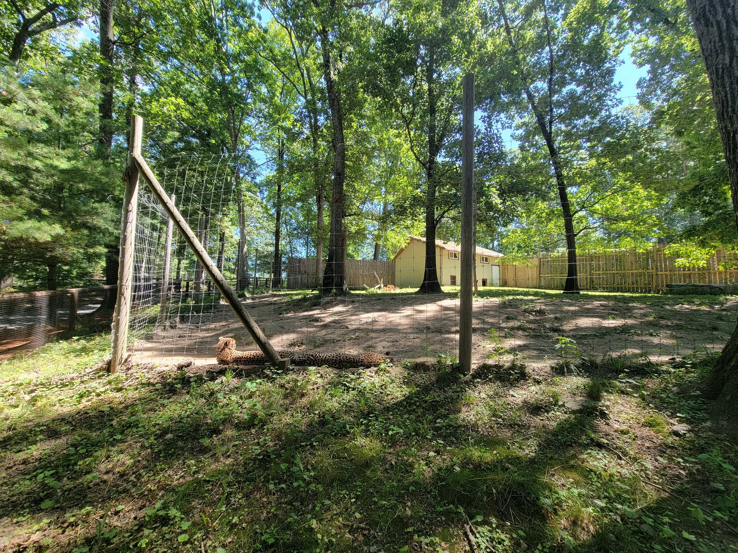 Southwick 7/22 - Cheetah yard #2