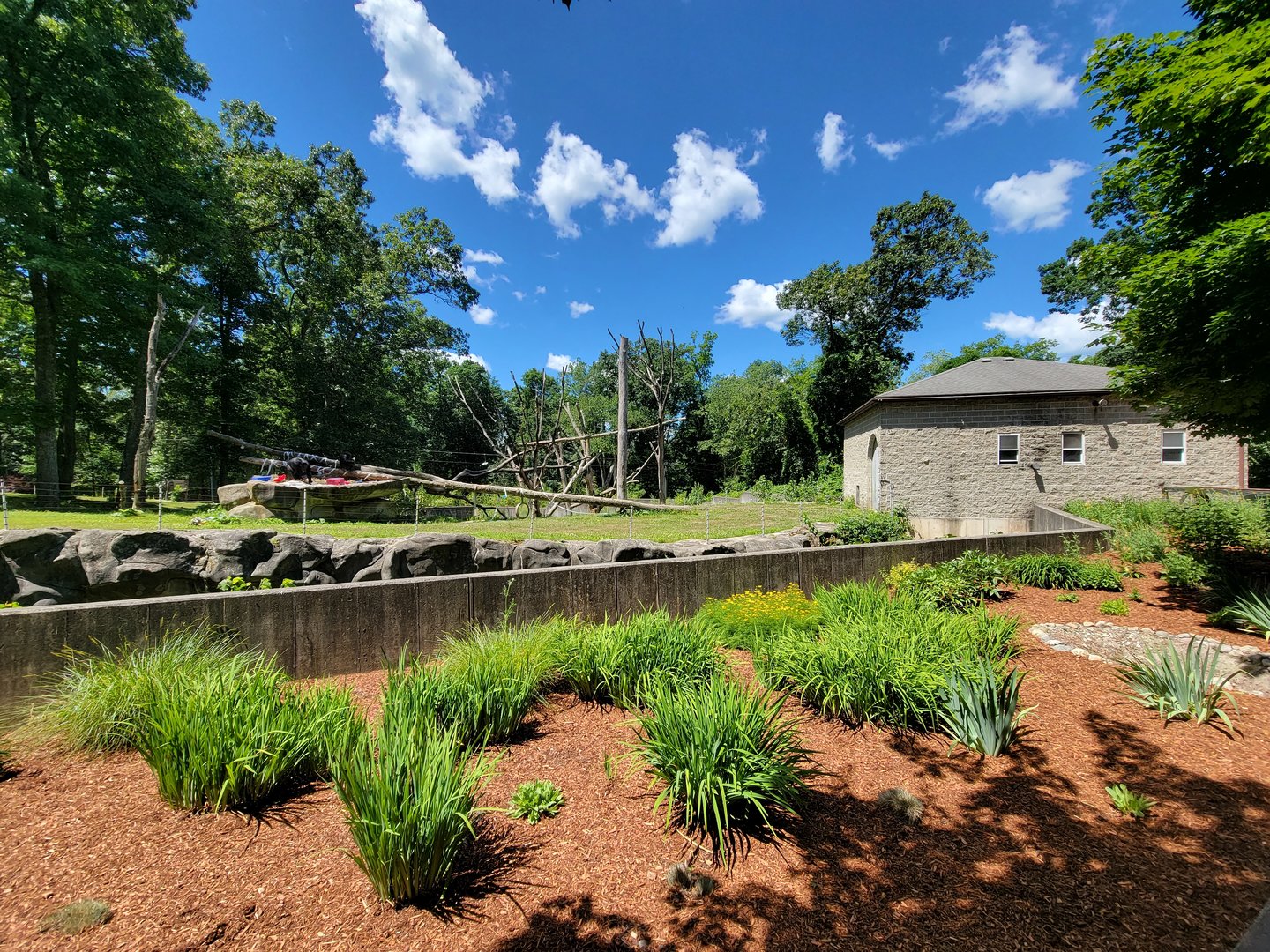 Southwick 7/22 - Chimpanzees