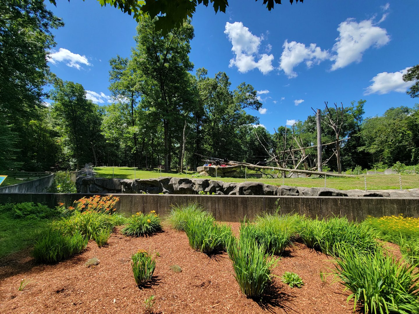 Southwick 7/22 - Chimpanzees