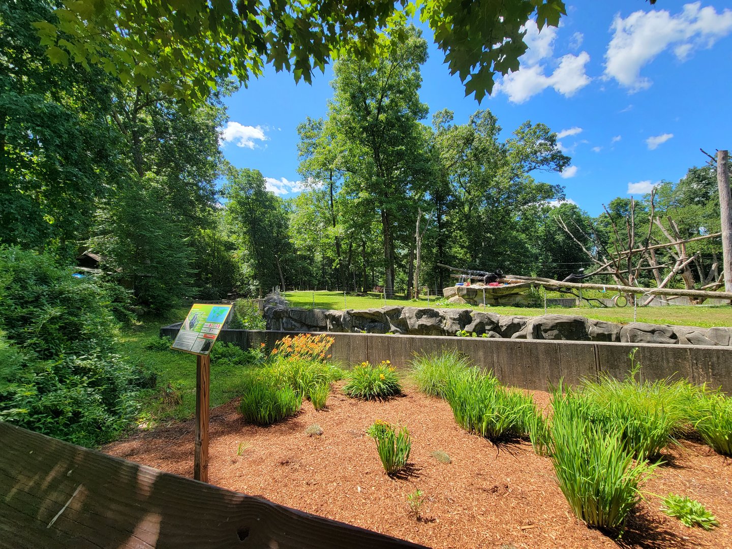 Southwick 7/22 - Chimpanzees