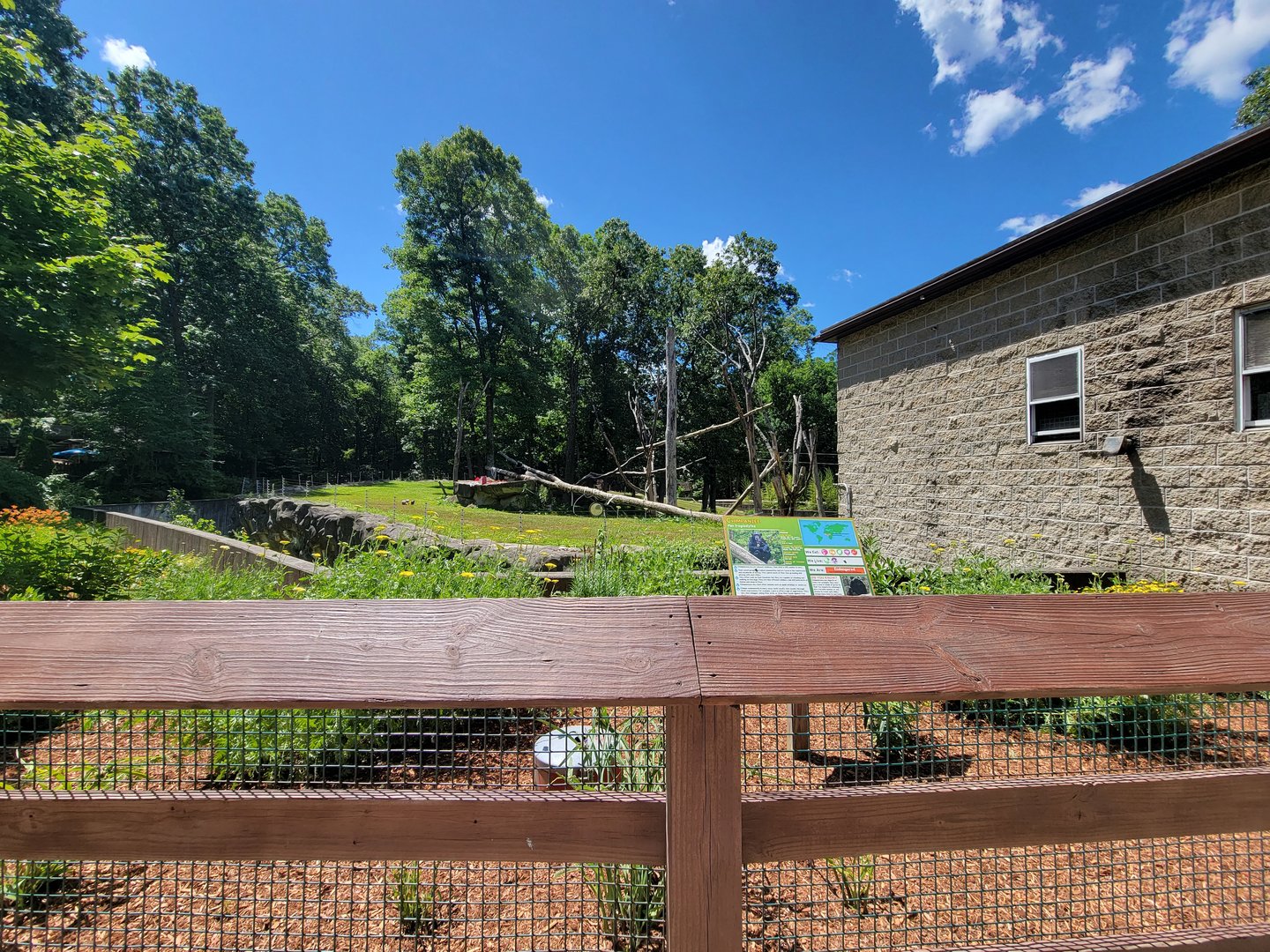 Southwick 7/22 - Chimpanzees