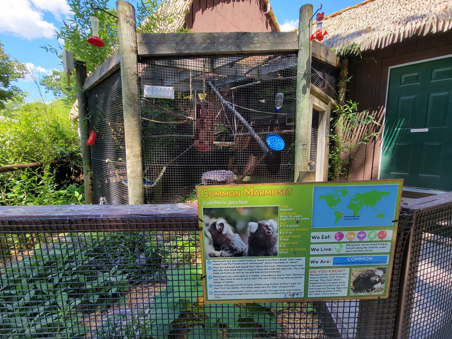 Southwick 7/22 - Common marmoset