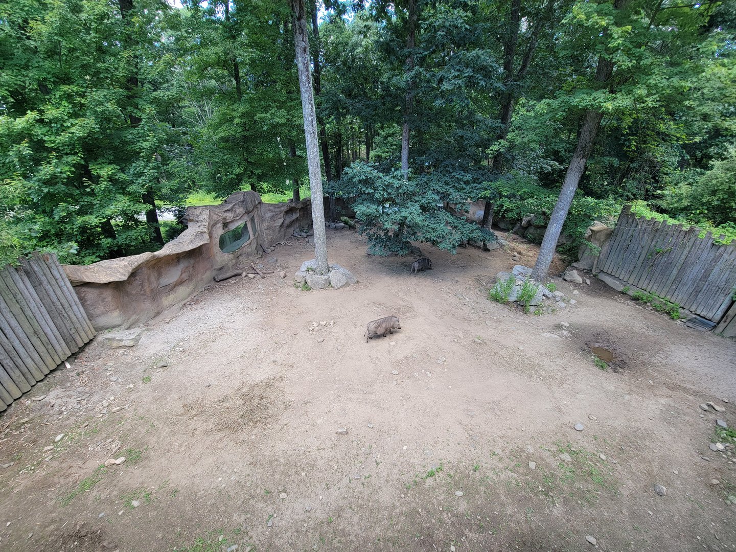 Southwick 7/22 - Common warthog