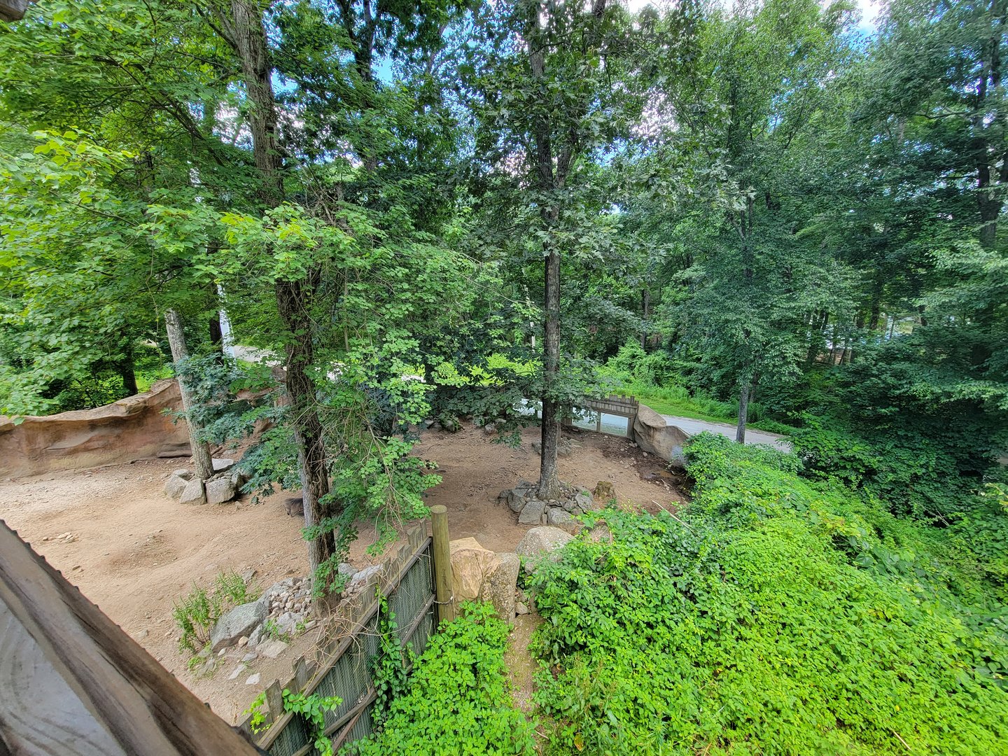 Southwick 7/22 - Common warthog