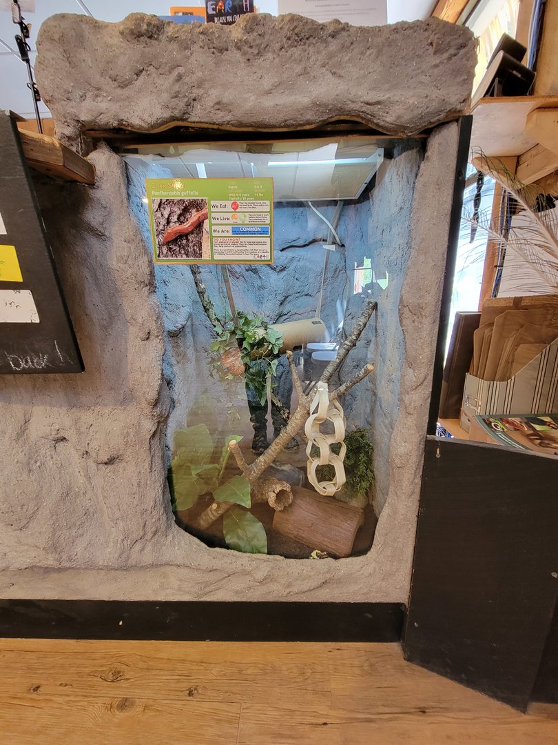 Southwick 7/22 - Corn snake